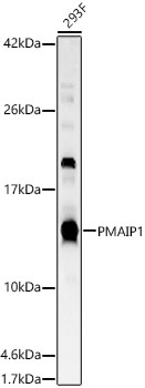 PMAIP1 Polyclonal Antibody