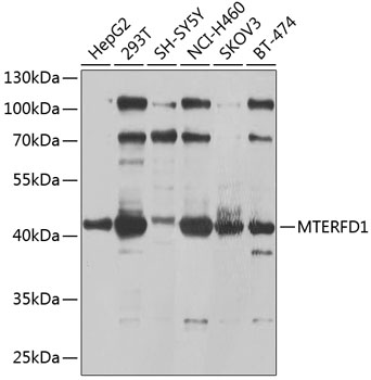 MTERFD1 Polyclonal Antibody