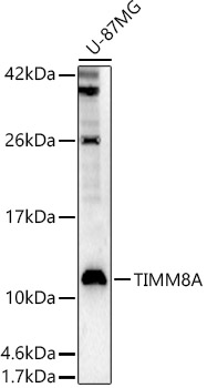 TIMM8A Polyclonal Antibody