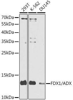 FDX1/ADX Polyclonal Antibody