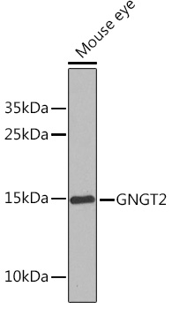 GNGT2 Polyclonal Antibody