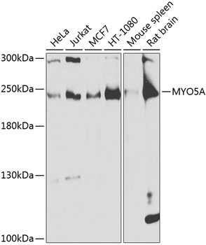 MYO5A Polyclonal Antibody