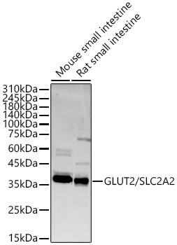 GLUT2/SLC2A2 Polyclonal Antibody