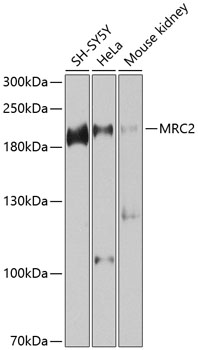 MRC2 Polyclonal Antibody