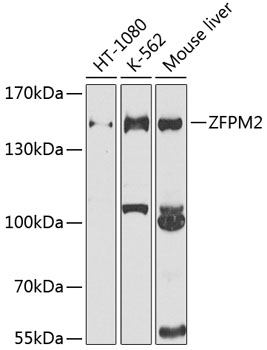ZFPM2 Polyclonal Antibody