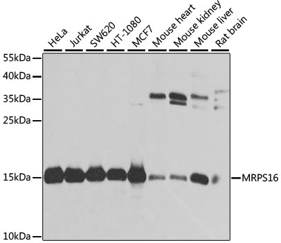 MRPS16 Polyclonal Antibody