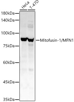 Mitofusin-1/MFN1 Polyclonal Antibody