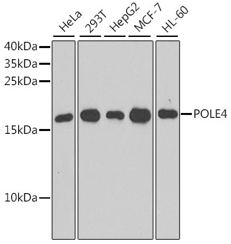 POLE4 Polyclonal Antibody
