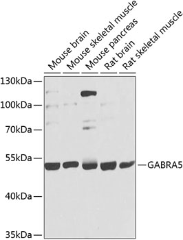 GABRA5 Polyclonal Antibody