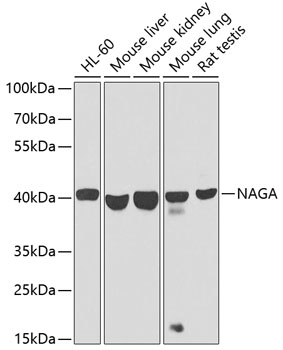NAGA Polyclonal Antibody