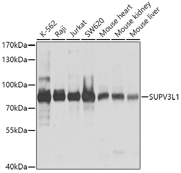 SUPV3L1 Polyclonal Antibody