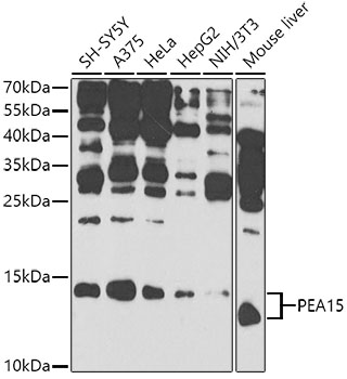PEA15 Polyclonal Antibody