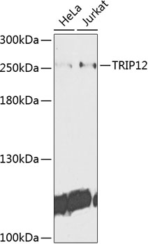 TRIP12 Polyclonal Antibody