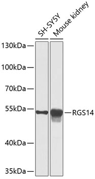 RGS14 Polyclonal Antibody