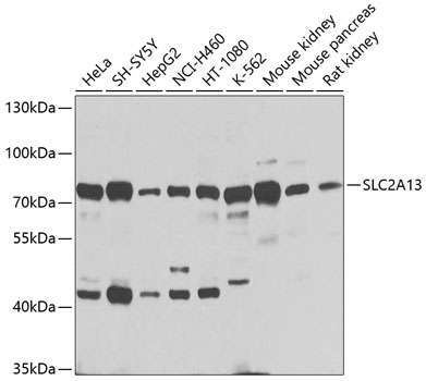 SLC2A13 Polyclonal Antibody