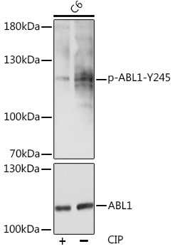 Phospho-c-Abl-Y245 Polyclonal Antibody