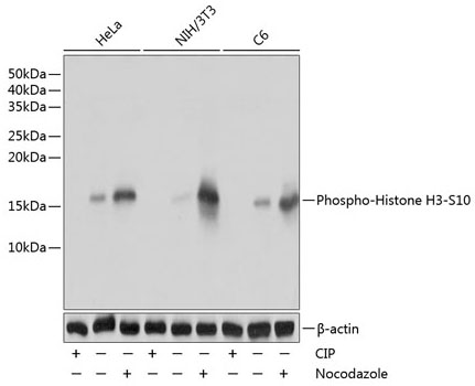 Phospho-Histone H3-S10 Monoclonal Antibody [5B8N4]
