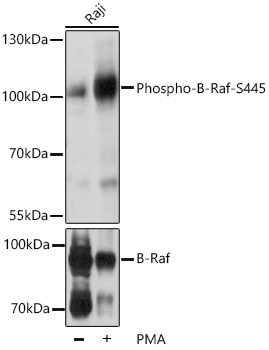 Phospho-B-Raf-S445 Polyclonal Antibody