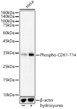 Phospho-CDK1-T14 Polyclonal Antibody