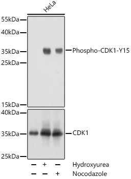 Phospho-CDK1-Y15 Polyclonal Antibody