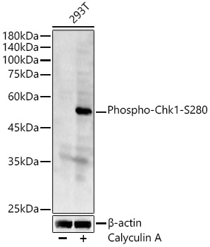 Phospho-Chk1-S280 Polyclonal Antibody
