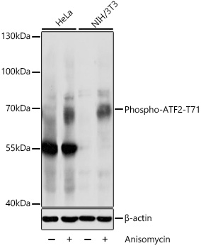 Phospho-ATF2-T71 Polyclonal Antibody