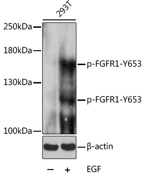 Phospho-FGFR1-Y653 Polyclonal Antibody