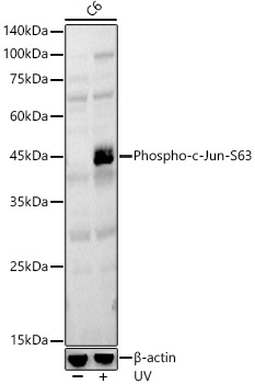 Phospho-c-Jun-S63 Polyclonal Antibody
