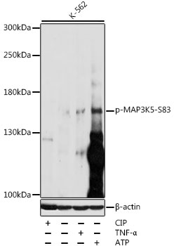 Phospho-MAP3K5-S83 Polyclonal Antibody