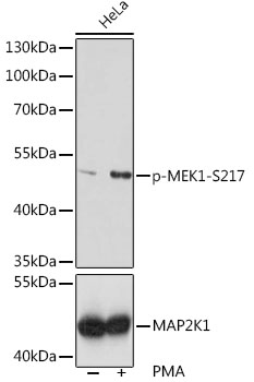 Phospho-MEK1-S217 Polyclonal Antibody