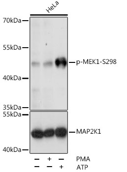 Phospho-MEK1-S298 Polyclonal Antibody