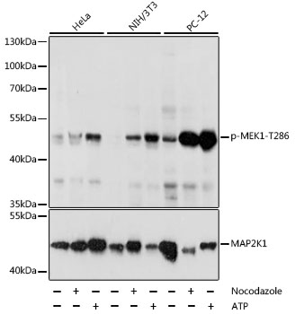 Phospho-MEK1-T286 Polyclonal Antibody