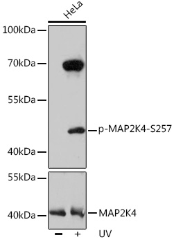 Phospho-MAP2K4-S257 Polyclonal Antibody