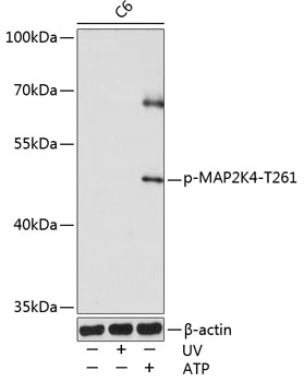 Phospho-MAP2K4-T261 Polyclonal Antibody