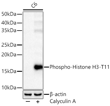 Phospho-Histone H3-T11 Polyclonal Antibody