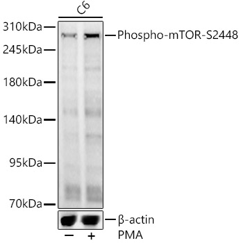 Phospho-mTOR-S2448 Polyclonal Antibody