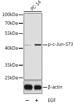 Phospho-c-Jun-S73 Polyclonal Antibody
