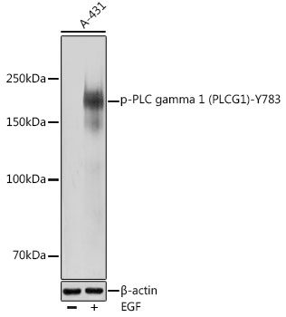 Phospho-PLC gamma 1 (PLCG1)-Y783 Polyclonal Antibody