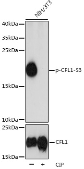 Phospho-CFL1-S3 Polyclonal Antibody
