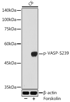 Phospho-VASP-S239 Polyclonal Antibody