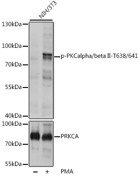Phospho-PKCalpha/beta II-T638/641 Polyclonal Antibody