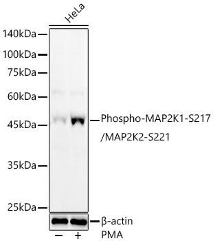 Phospho-MAP2K1-S217/MAP2K2-S221 Polyclonal Antibody
