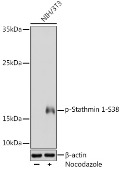 Phospho-Stathmin 1-S38 Polyclonal Antibody