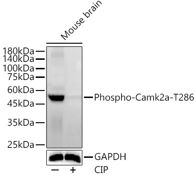 Phospho-Camk2-T286 Polyclonal Antibody