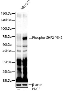 Phospho-SHP2-Y542 Polyclonal Antibody
