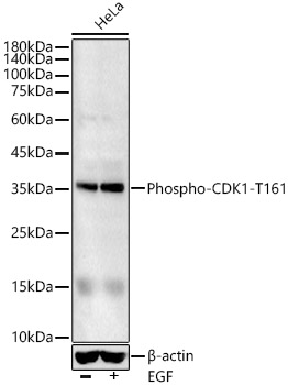 Phospho-CDK1-T161 Polyclonal Antibody