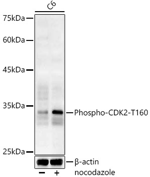 Phospho-CDK2-T160 Polyclonal Antibody