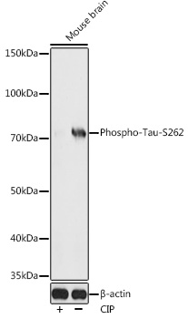 Phospho-Tau-S262 Polyclonal Antibody