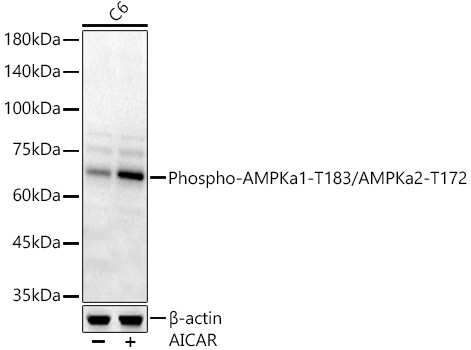Phospho-AMPKa1-T183/AMPKa2-T172 Polyclonal Antibody