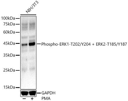Phospho-ERK1-T202/Y204 + ERK2-T185/Y187 Polyclonal Antibody